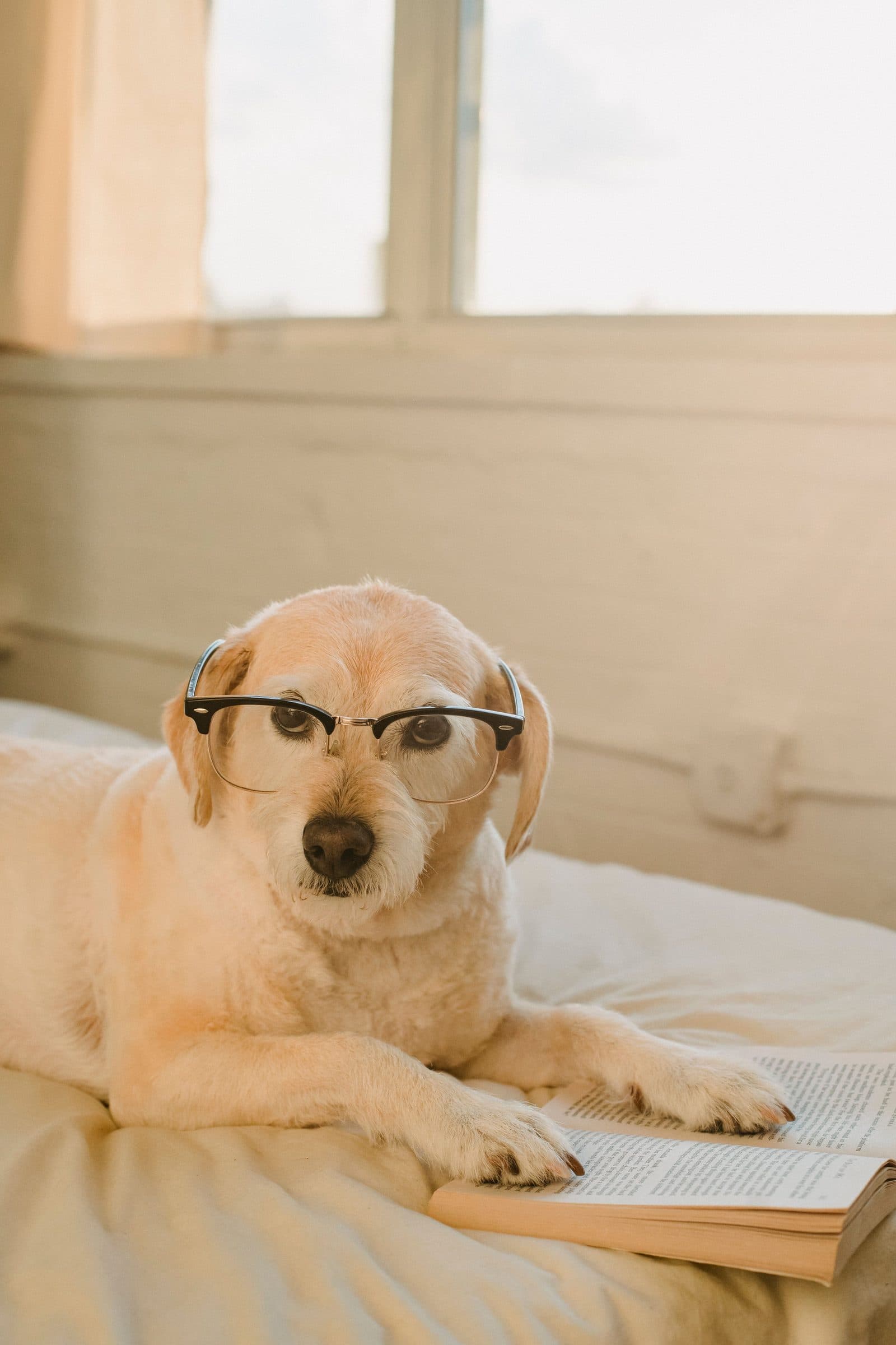 Un chien crème à lunettes à côté d'un livre ouvert