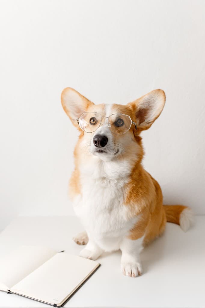 A tan and white dog wearing glasses next to an open notebook